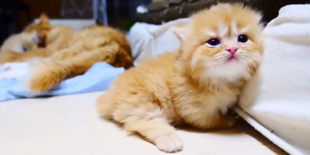 I_am_EJB's tweet photo. First Tweets are scary
Pressure to charm the masses
So here's a kitten http://t.co/cKTNUaa3qC