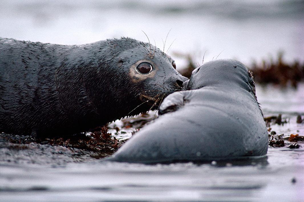 Earthjustice tweet media