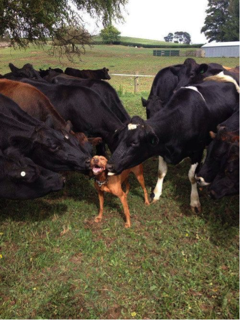 HABRITweets's tweet image. How can you not be a happy, smiling dog when you get kisses from cows? #HappyMonday