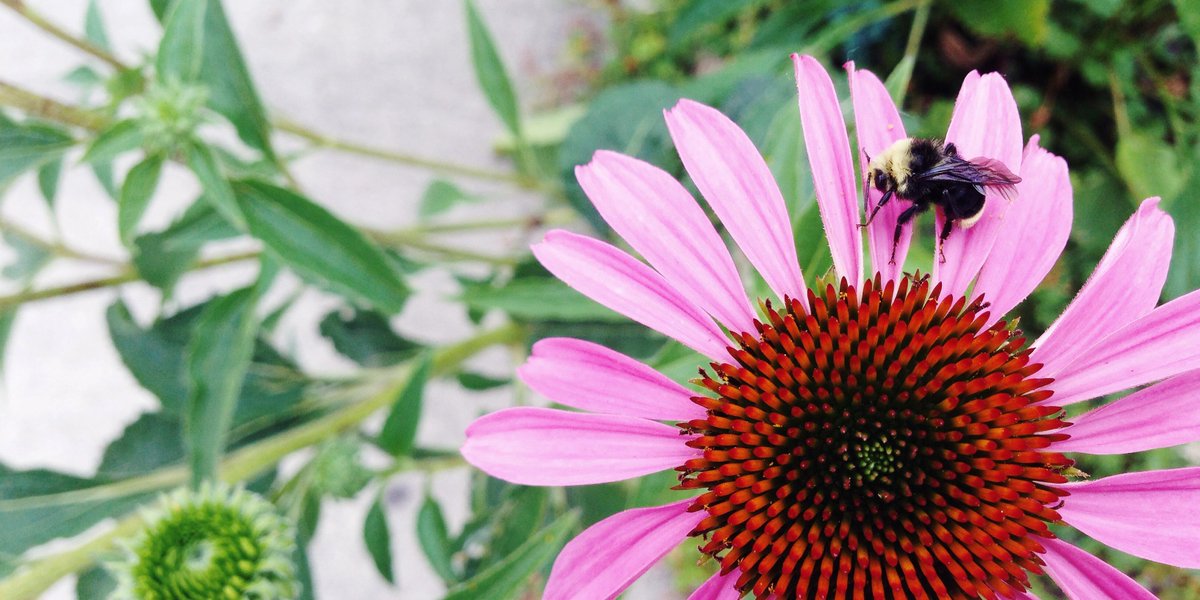 The Xerces Society (@xercessociety) on Twitter photo July is a great month to observe #bumblebees - why not snap a pic & submit to <a href="/bumblebeewatch/">Bumble Bee Watch</a>? bumblebeewatch.org July is a great month to observe #bumblebees - why not snap a pic & submit to <a href="/bumblebeewatch/">Bumble Bee Watch</a>? bumblebeewatch.org