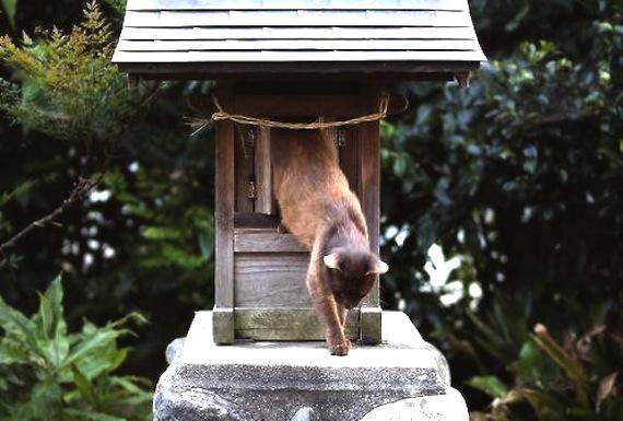 埋め込み画像への固定リンク