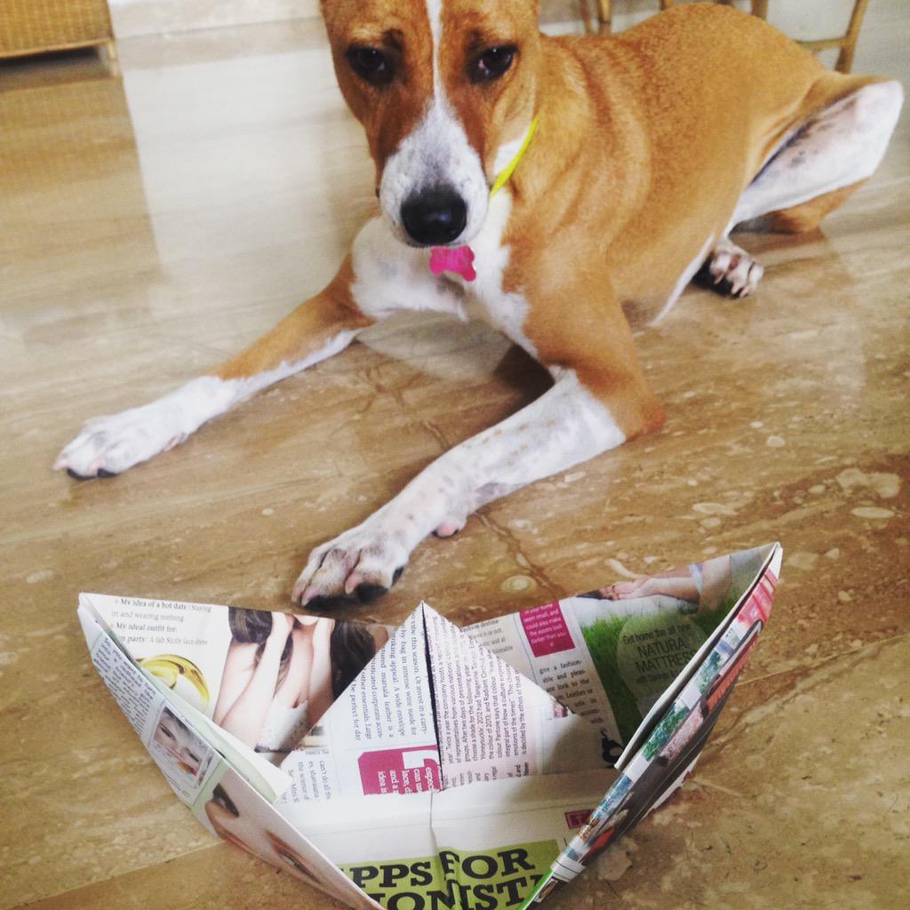 arathiunni's tweet image. Chloe all set to #FloatABoat for @paperboatdrinks 
#recycle #education #buzzfeed #dogsoftwitter
