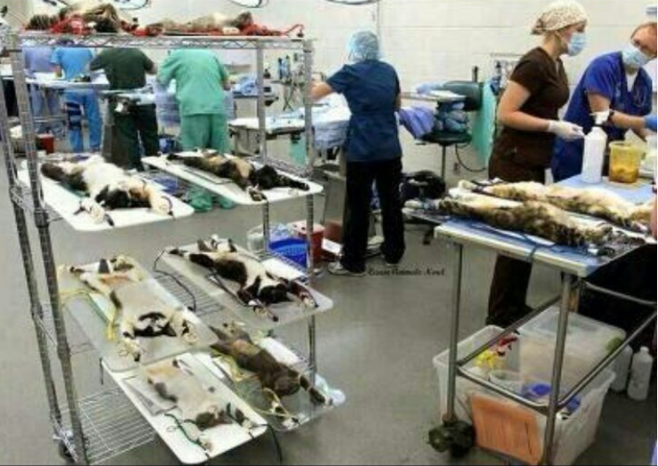 고양이 실험하는화장품회사들 불매운동시... story.kakao.com/_0Ostm6/k9IXHp…
사람들 참 잔인하죠 ㅜㅜ

 story.kakao.com/_0Ostm6/k9IXHp…