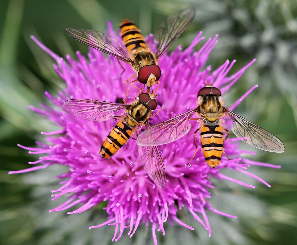 raptorwatcher's tweet photo. #MarmaladeHoverflies taken at #MessinghamSandQuarry at weekend #Lincswildlife @wildlifetrusts @LincsWildlife http://t.co/VOrS3CQGCl