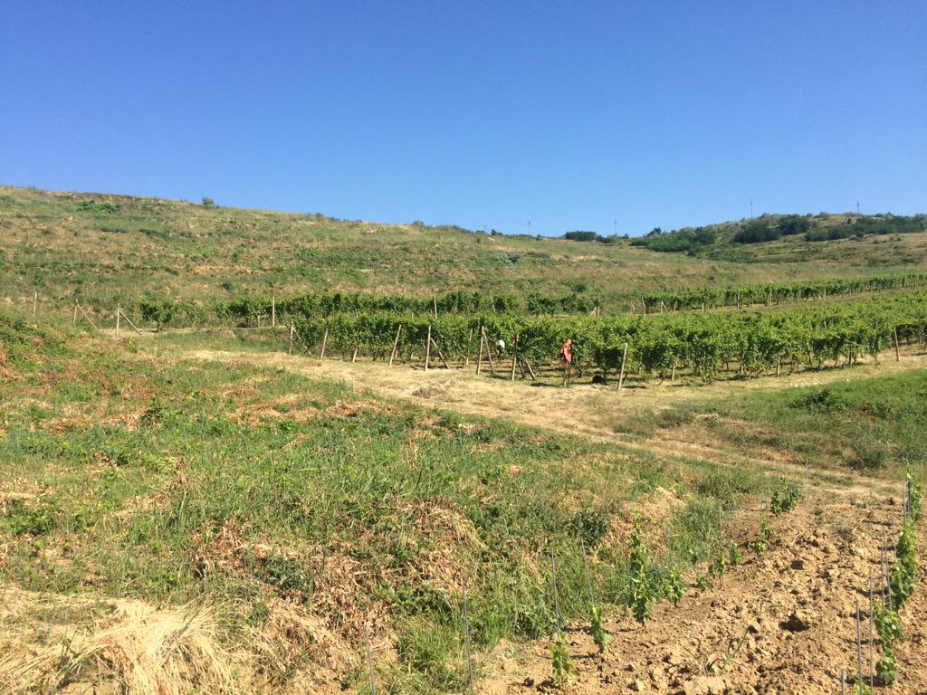 Dagon Clan Wines tweet media