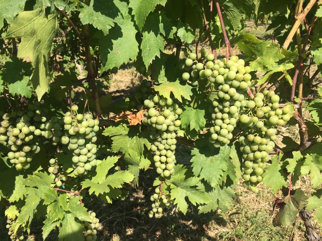 Dagon Clan Wines tweet media