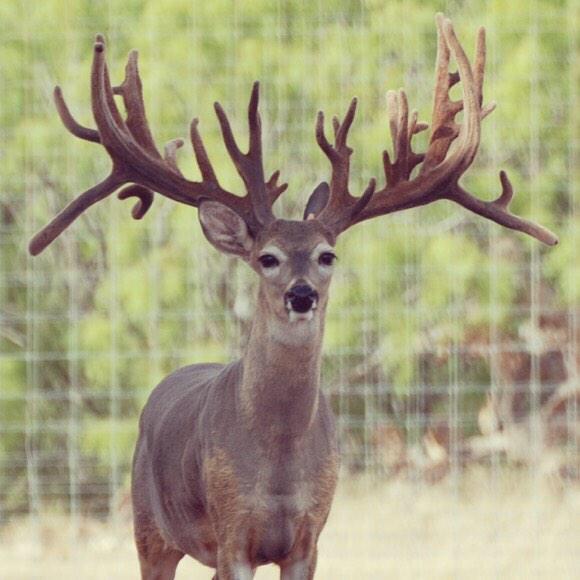 kerranimal's tweet photo. #monsterrack #atypical #buck @kerranimal http://t.co/dOUtZ6VQEq
