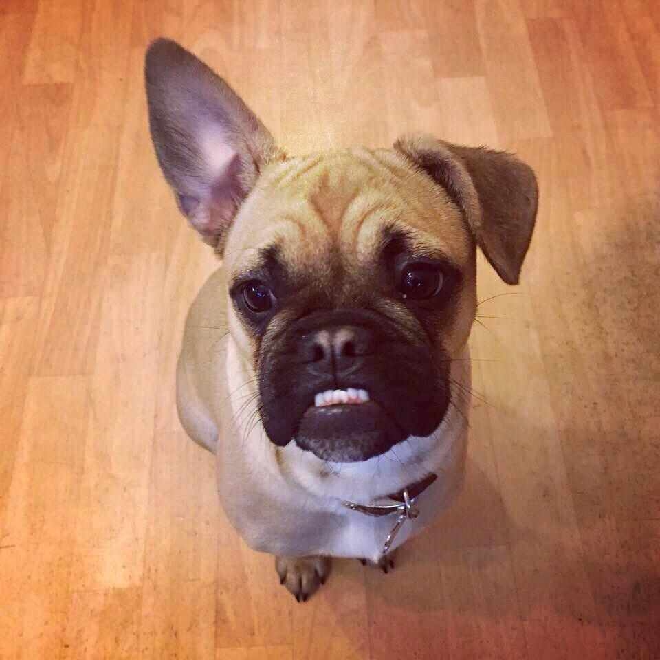 Vets4PetsAltrin's tweet photo. This picture is of Lucy the #Frug #Frenchbulldog #Pug you can definitely see both #breeds! #cheeky #puppy #alty http://t.co/L2hP9VI6ff