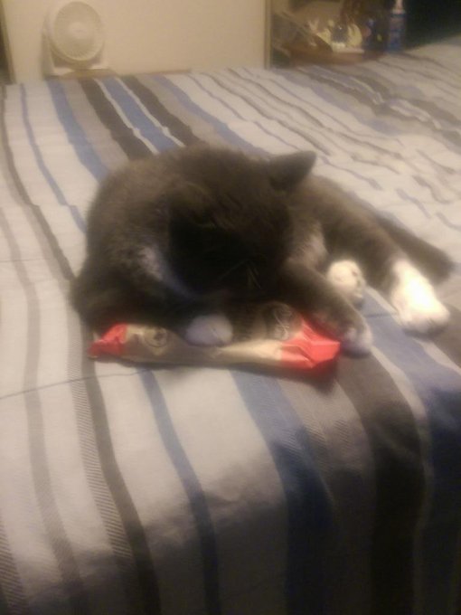 Chris Elkins’s pics and videos