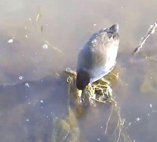 WildEarth's tweet image. black #crake #birds live at #petespond. Visit @WildEarth bit.ly/petespond