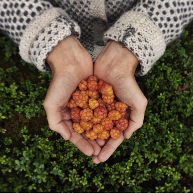OurHelsinki's tweet image. Arctic taste. 
Have you ever had cloudberries? Sweet photo by @vanelja from Oulu #visitfinland #ourfinland #cloudbe…