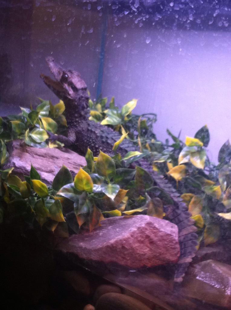 Atizzity's tweet image. She looks great aye @Her_Attitude