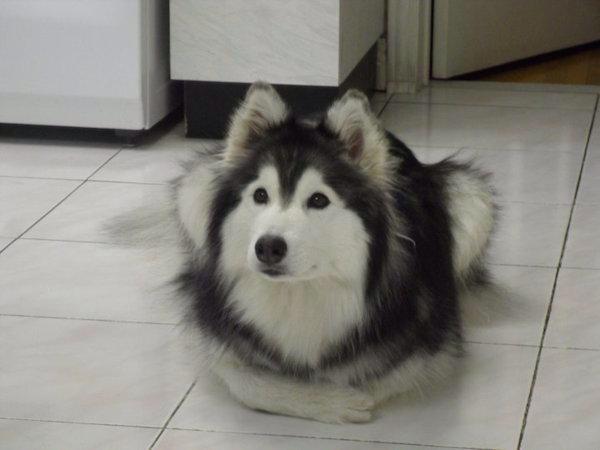 itsmevixoll's tweet photo. Tally หมาฮัสกี้ที่ถูกเลี้ยงโดยแมว จนมันคิดว่าตัวเองเป็นแมว น่ารักกกกกกกกก #สุนัขเป็นสัตว์ปัญญาอ่อน  #สัตว์โลกอมตีน http://t.co/azVneMp8tS