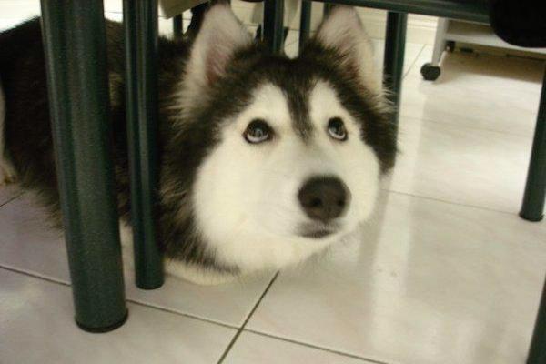 itsmevixoll's tweet photo. Tally หมาฮัสกี้ที่ถูกเลี้ยงโดยแมว จนมันคิดว่าตัวเองเป็นแมว น่ารักกกกกกกกก #สุนัขเป็นสัตว์ปัญญาอ่อน  #สัตว์โลกอมตีน http://t.co/azVneMp8tS