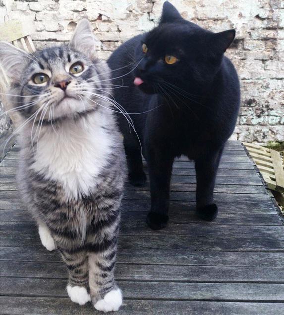 SpeakComedy's tweet photo. This is my favorite photo on the internet http://t.co/bCbZztMMnL