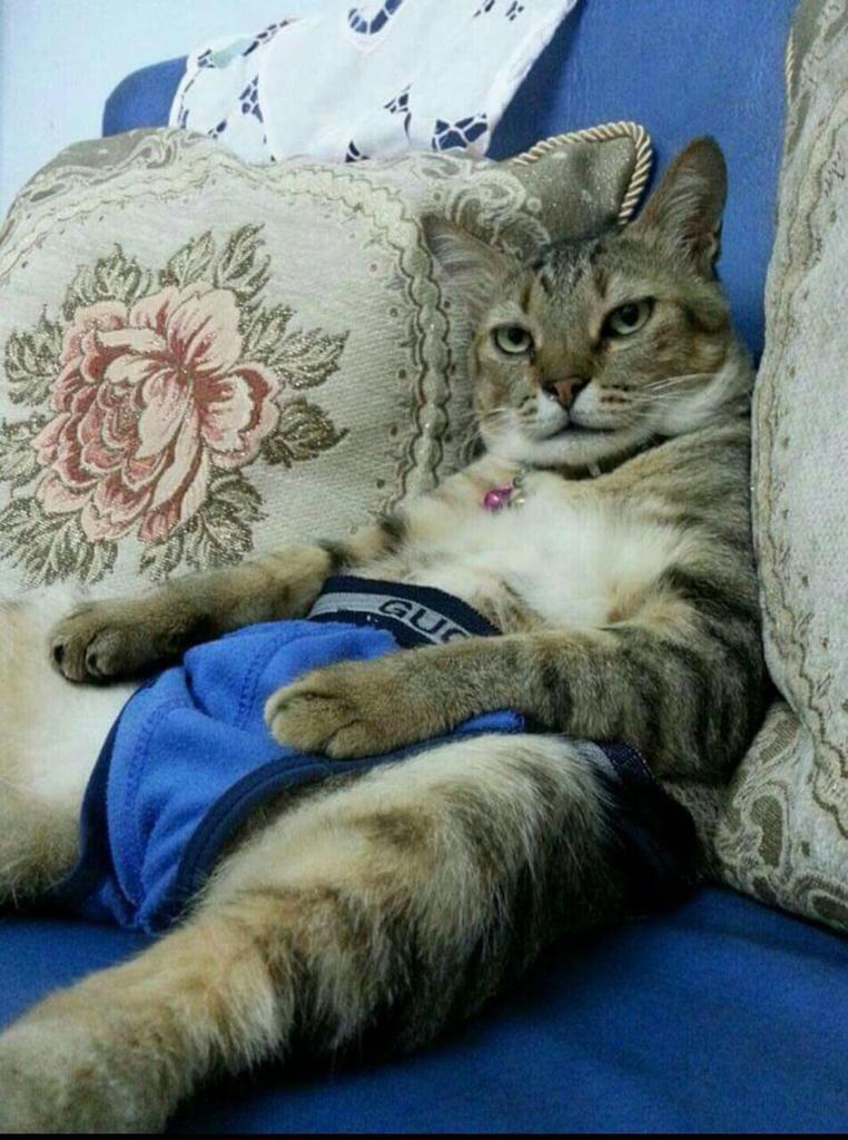 asyrafjk's tweet image. Hari Raya pertama
Hari Raya ketujuh