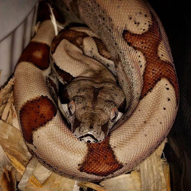 reptiles's tweet photo. #Reptiles: RT @puppetsofwar82: Damn! #boa #boaconstrictor #boasofinstagram #bci #boalove #boanation #boamorph #morp… http://t.co/m0CAzX7pPW