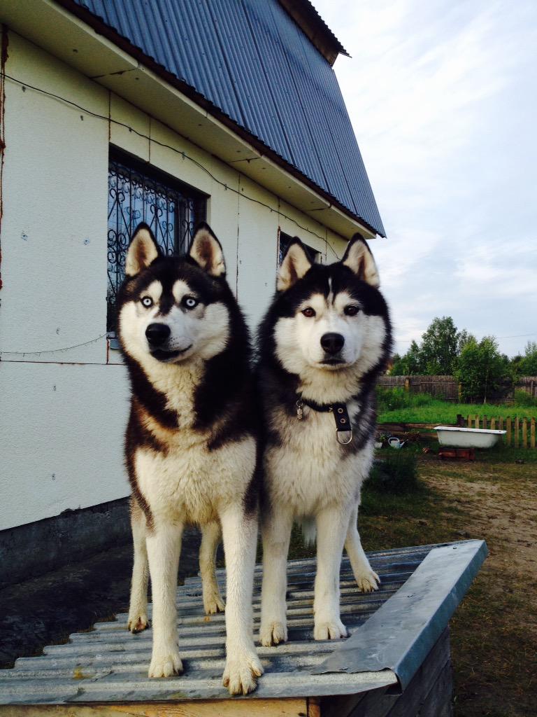 hLCgMgcpn5h5NwJ's tweet image. Мои любимые собачки Балто и Норд #siberianhasky😍