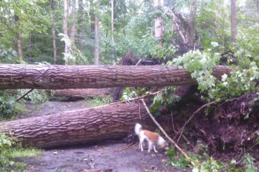 Advies van de boswachters: blijf vandaag weg uit het bos! bit.ly/1MPIdlP