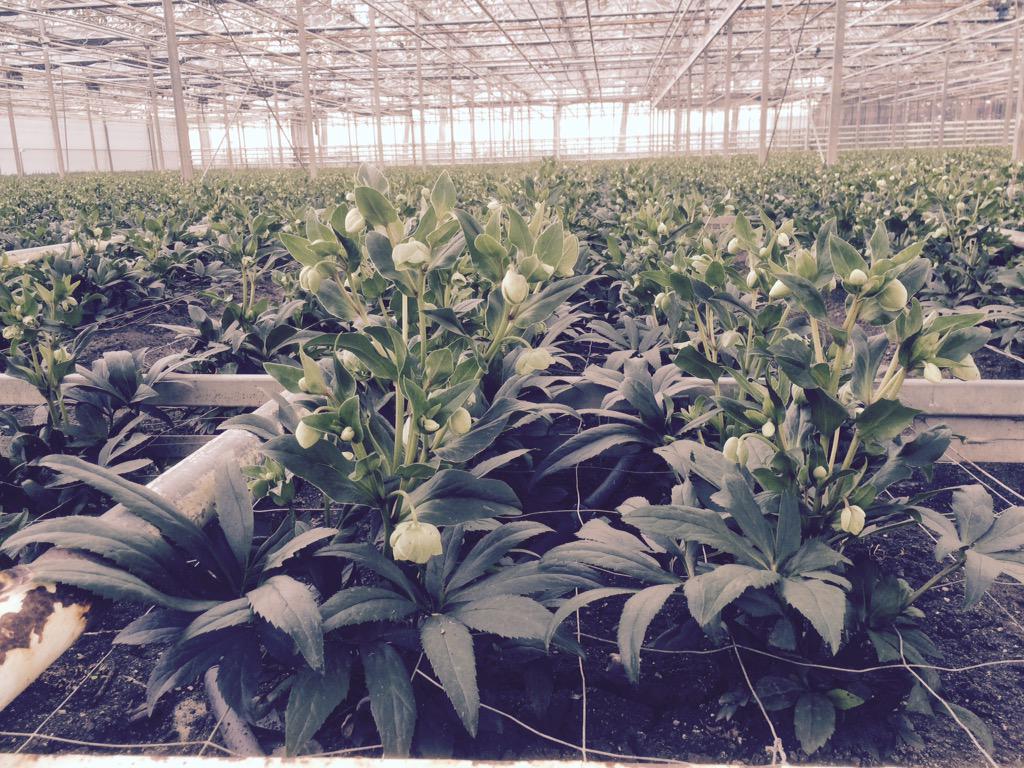 #Helleborus staan er mooi bij#Franico hensbroek.