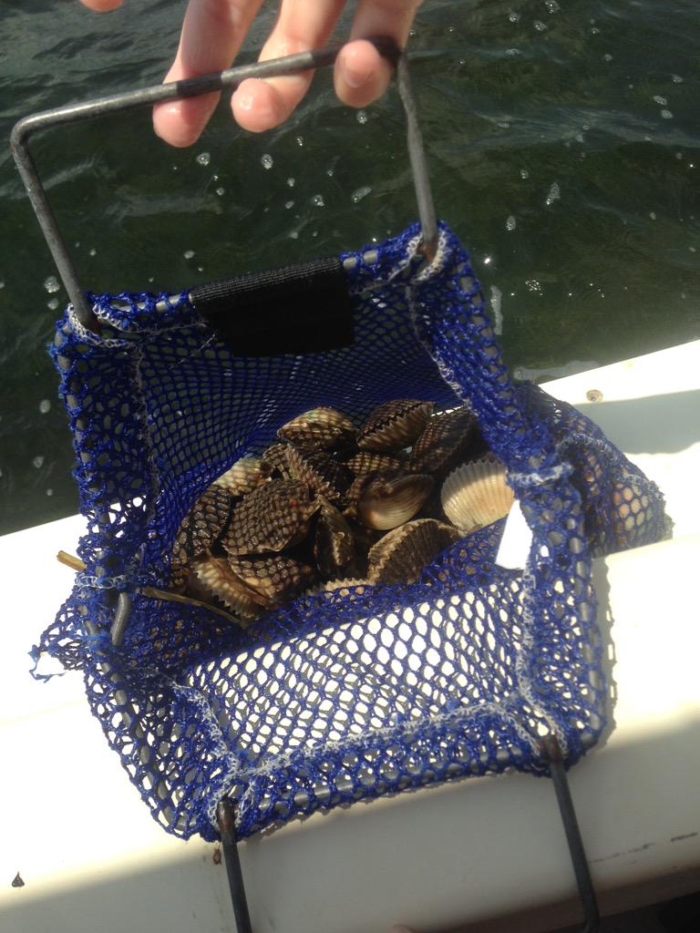 SimpleHunting's tweet image. Had a great day on the water! Fresh bay scallops.