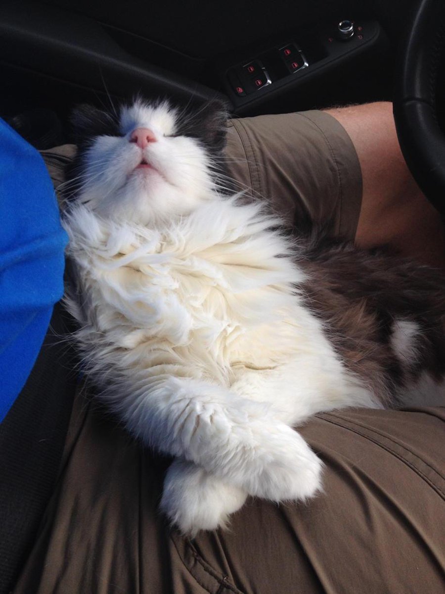 3ippi's tweet image. I know how to relax.....