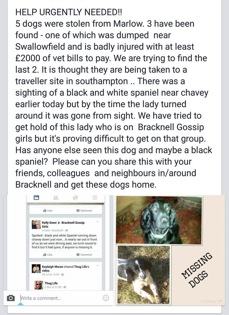LGLittleGinge's tweet photo. Please help get these dogs home. Retweets appreciated x @AlanCarr @rickygervais @ChefTomKerridge @adamhillscomedy http://t.co/tvqL4RrLTX