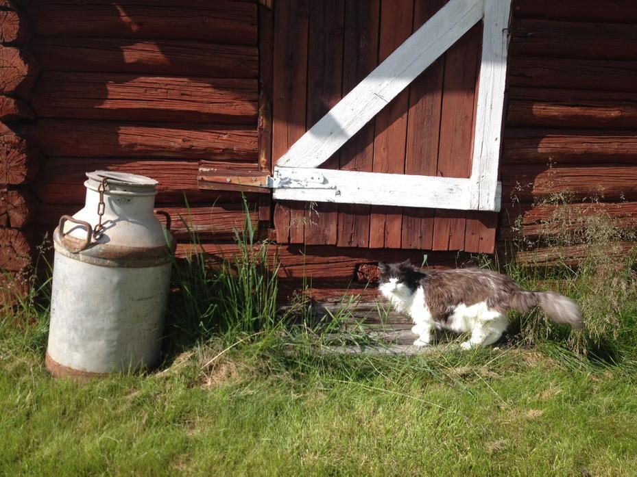 3ippi's tweet image. Catrolling at the cabin _^,,^_