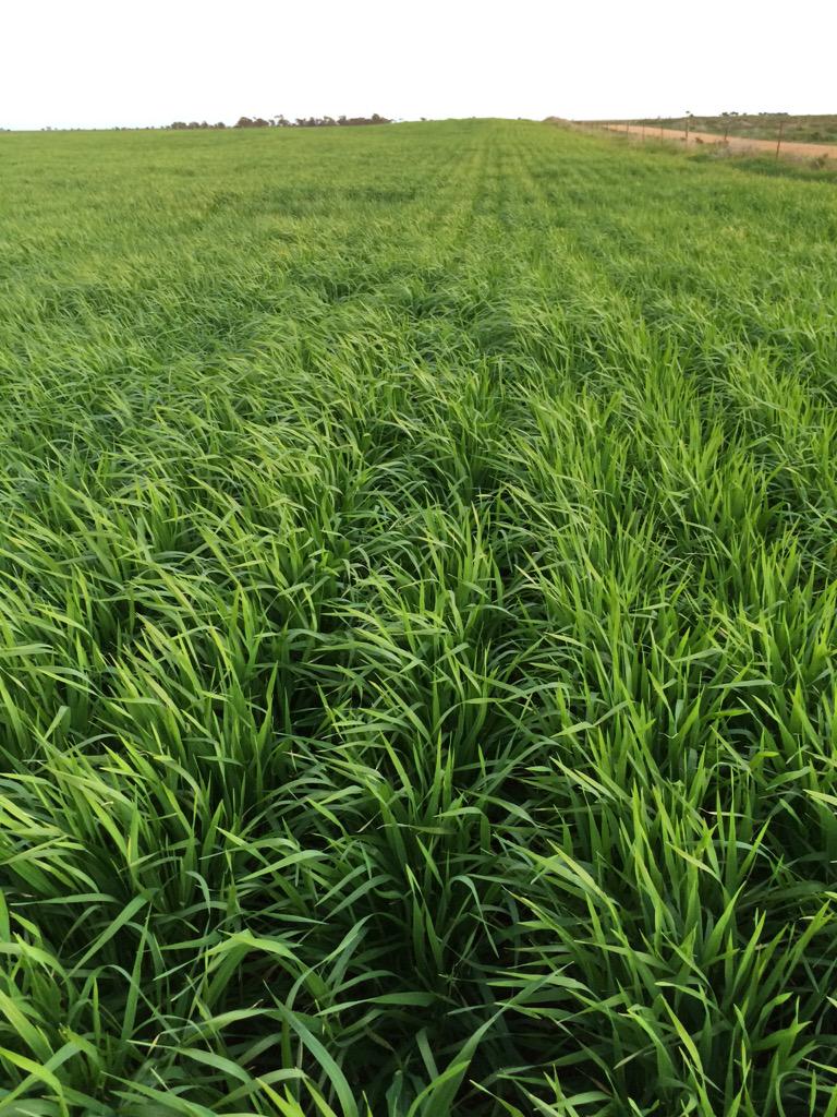 Fathom barley looking the goods.