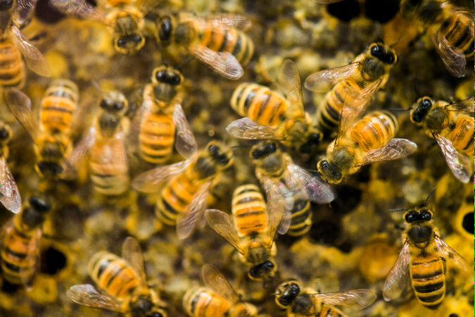 Alex_Verbeek's tweet photo. Honeybees Show Evidence of Insecticide 
http://t.co/R583FO0J5Z #bees #nature #science http://t.co/IOU4HzMvx9