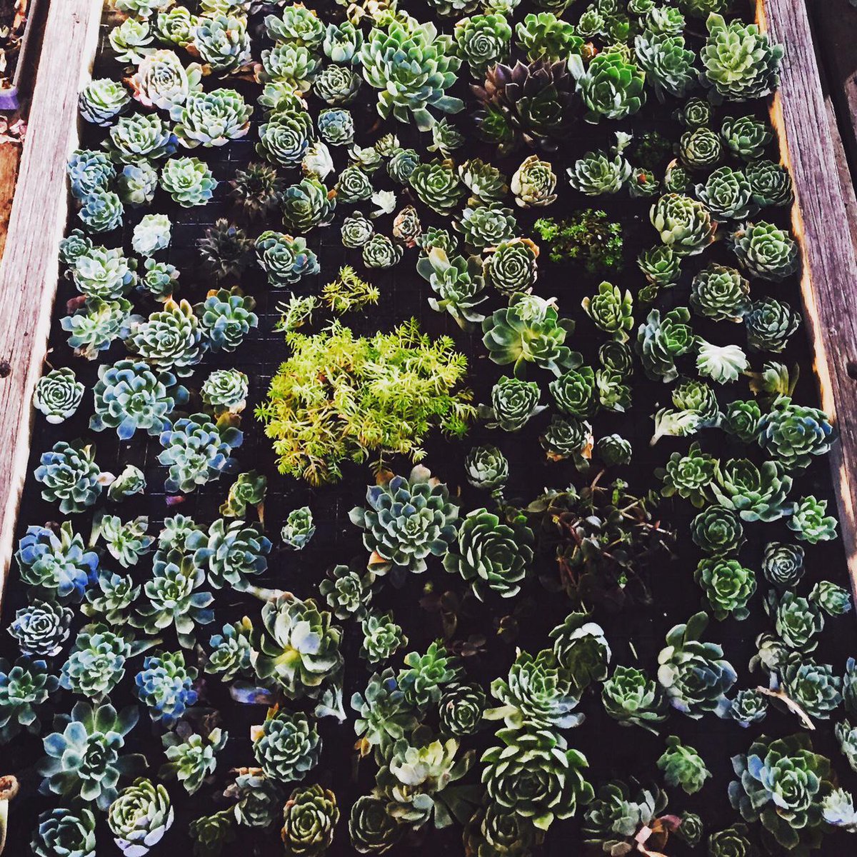We have planted hundreds of these today! #geronimo #succulent @succulentwall #discovertasmania #followusonfacebook