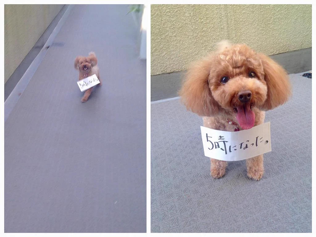 飼い犬が走ってこっちに来たと思ったら何かついてたｗｗｗ