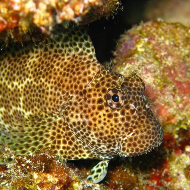 ParadiseCoveStt's tweet photo. ingrida_i_p shares: #redsea #egypt #redseadiving #diving #divingholidays #fish #findfish #scubadiving #reef #underw… http://t.co/rVmiVhfs4F