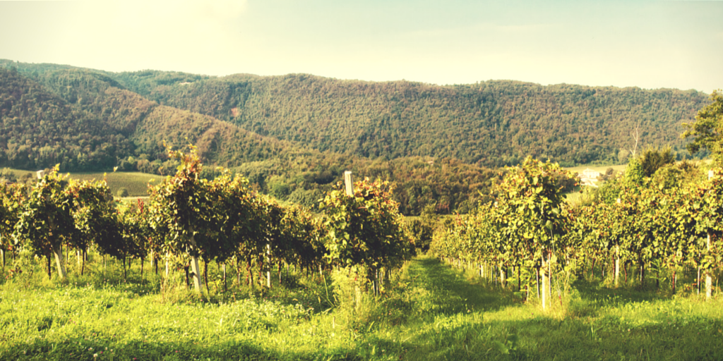 IlCollediGa's tweet photo. A great #suandy to all #winelovers from #CollediGa (ph. vines of #CollediBugano) #vicenza #veneto http://t.co/30u56Xs0gp