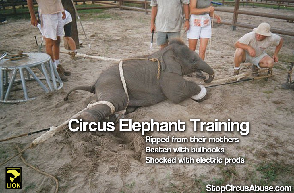 DuckDefenders's tweet photo. #Fact: Circuses beat baby elephants. Find out how to help them here: http://t.co/hlA5MltxBL http://t.co/wLHCYKfeZI