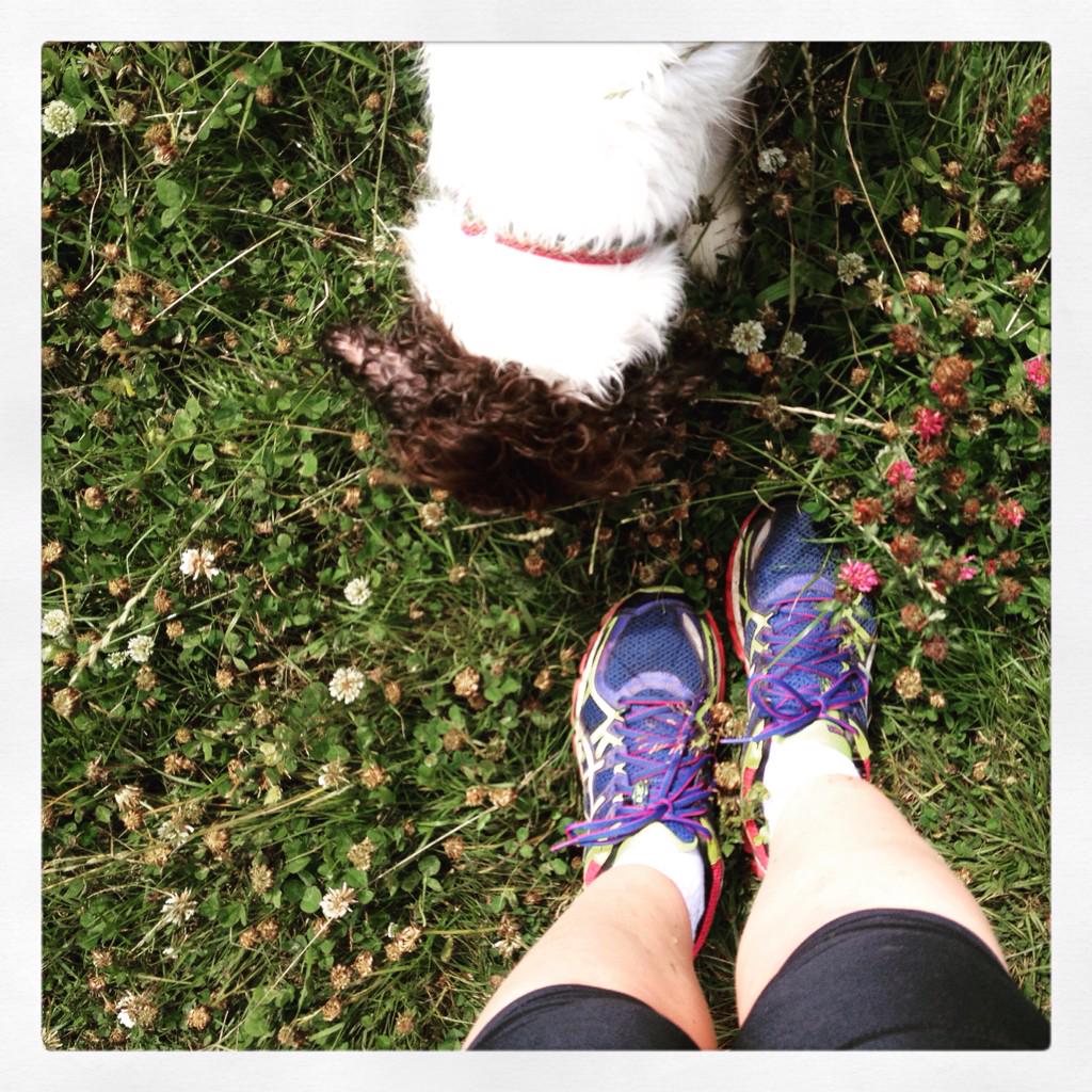 Tillydogdiary's tweet photo. Love running with my two legs mum #runningwithmyowner #Springers #running http://t.co/MRRKkahlo5