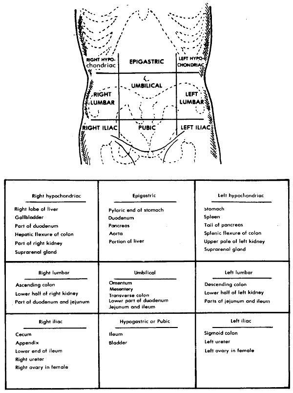 Боль в левой подвздошной области живота. Проекция органов брюшной полости на переднюю брюшную стенку таблица. Квадранты живота в топографической анатомии. Зоны брюшной полости схема. Области проекции на переднюю брюшную стенку желудка.