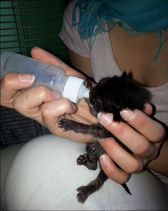 julylovescat's tweet photo. Bella serata ieri! Moh però mi devi un retweet! :)

Aiutiamo gli animali:
http://t.co/OopCzovjc4

@realBrusco http://t.co/Br6pl8TOos