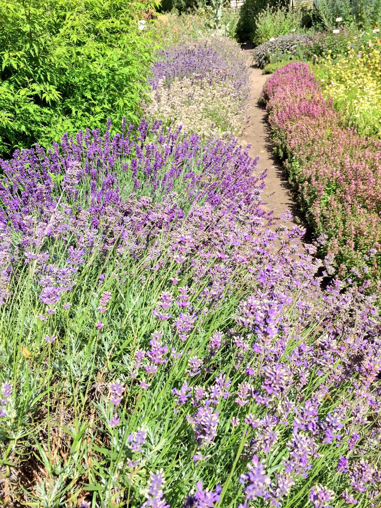 ZwenTheMen's tweet photo. Toller Duft im Kräutergarten #klockenhagen #freilichtmuseum http://t.co/k2VM4wXss0