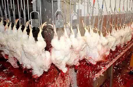 Anticarnist's tweet photo. This is what comes to mind whenever people say they "could never possibly #GoVegan" http://t.co/TpsQi9NgTU