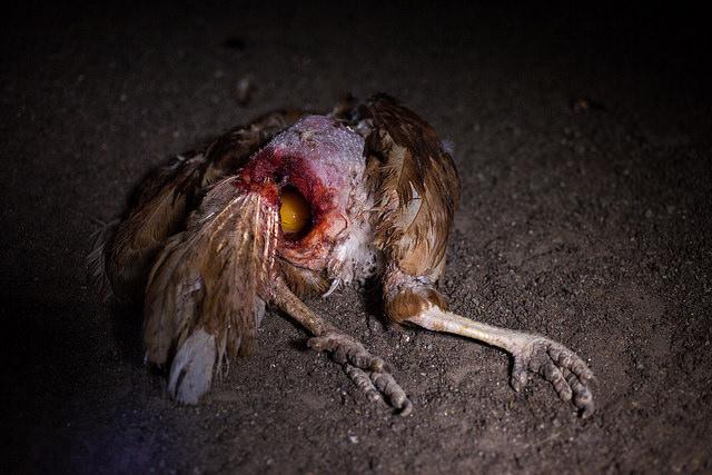 Anticarnist's tweet photo. This is what comes to mind whenever people say they "could never possibly #GoVegan" http://t.co/TpsQi9NgTU