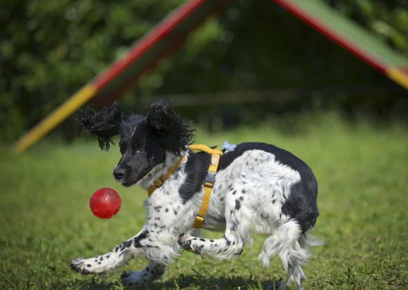The 15 Most Playful Dog Breeds <a href="/Vetstreet/">vetstreet</a>
bit.ly/1HQfw8p