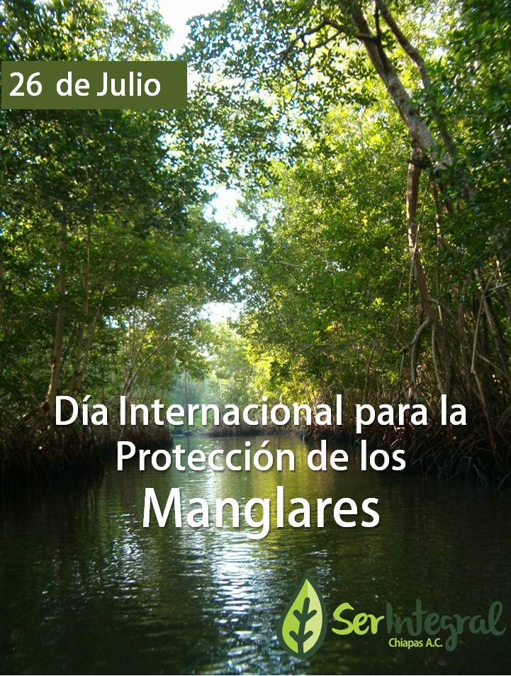 serintegralchis's tweet photo. Hoy es el #DíaInternacionalparalaProtección de los #Manglares. http://t.co/IE26rDMlmp