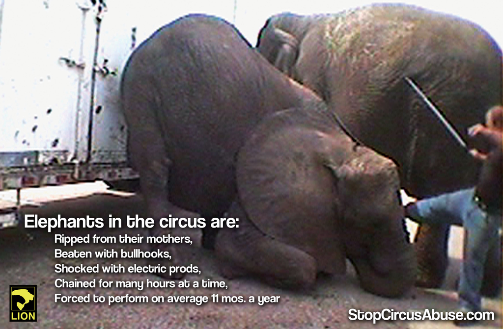 DuckDefenders's tweet photo. Checkout why we #BoycottTheCircus: http://t.co/q9gdvS8ZRa http://t.co/OFPoGm3fZQ