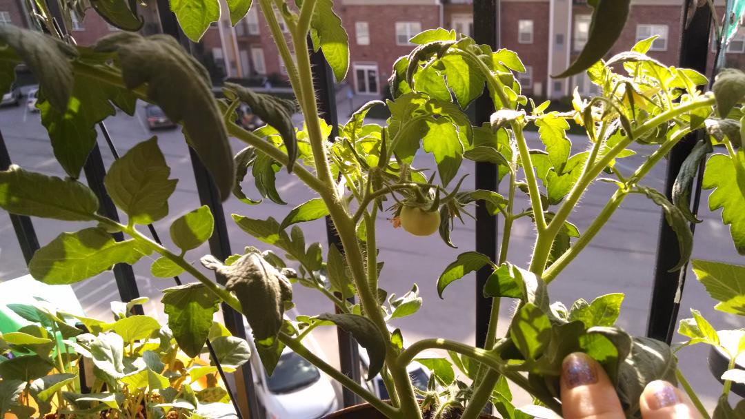MadoreLisa's tweet image. I am so proud, normally everything I try to grow ends up dying but if you can see it; it's my first tomato starting!