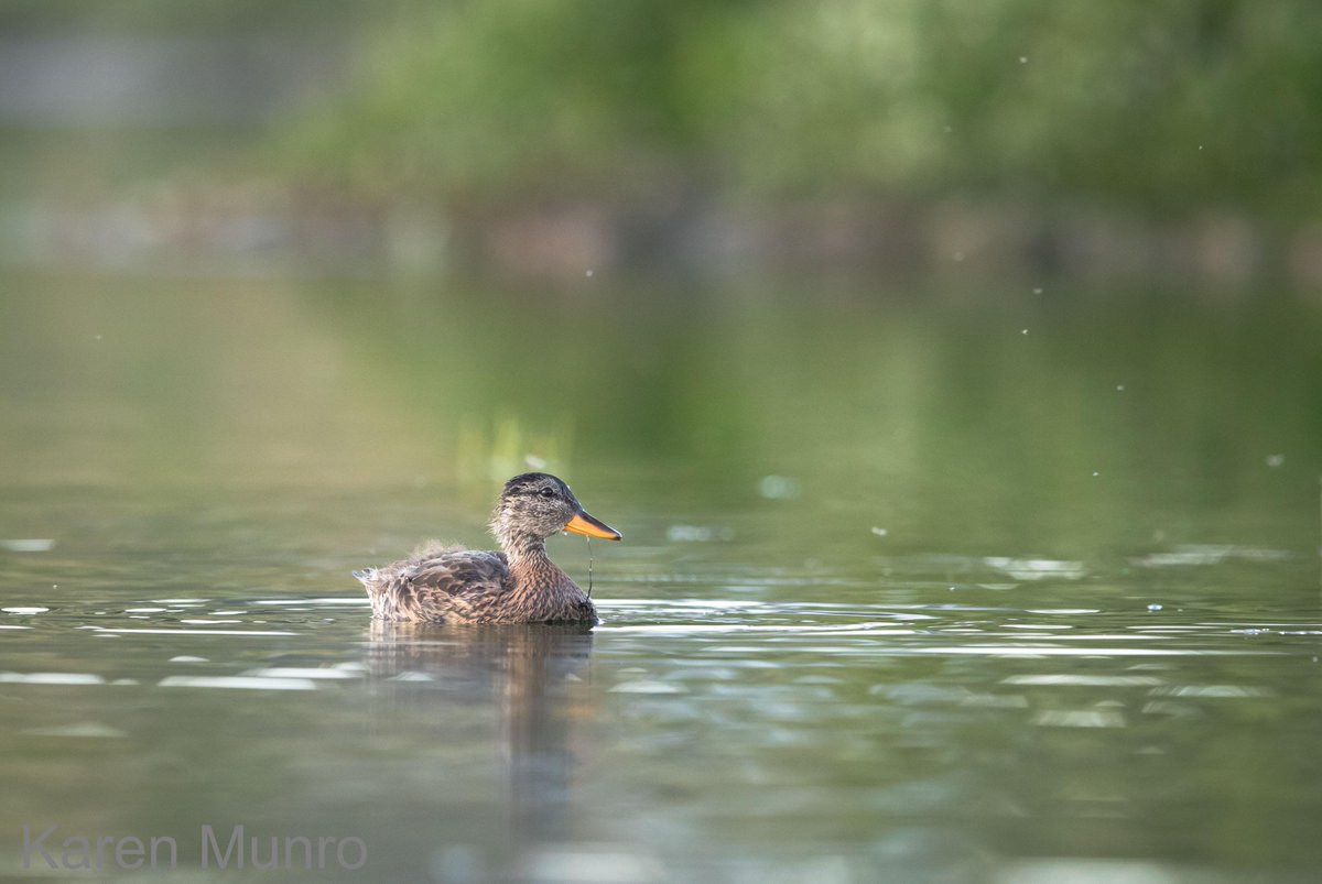 kasmunro's tweet photo. Gadwall has successfully bred for the 1st time at #StJohnsPool @CaithnessBirds @BTO_Scotland brood of 4 http://t.co/WrUbUNkh0j