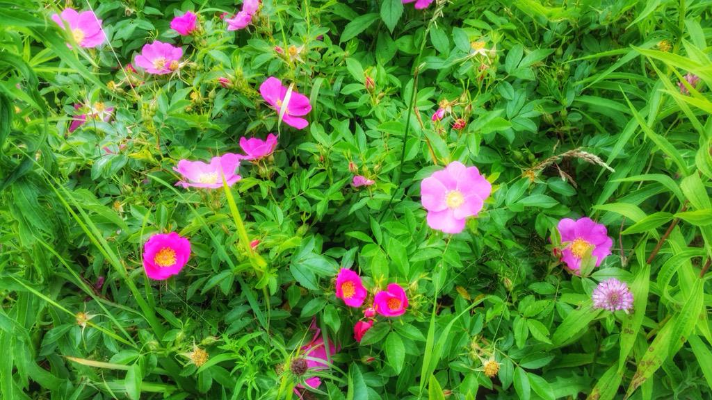 sarahrums's tweet photo. The air was lightly perfumed with the lovely scent of these #wildflowers #AtlanticViewTrail @VisitNovaScotia http://t.co/RkZyLnf47Y