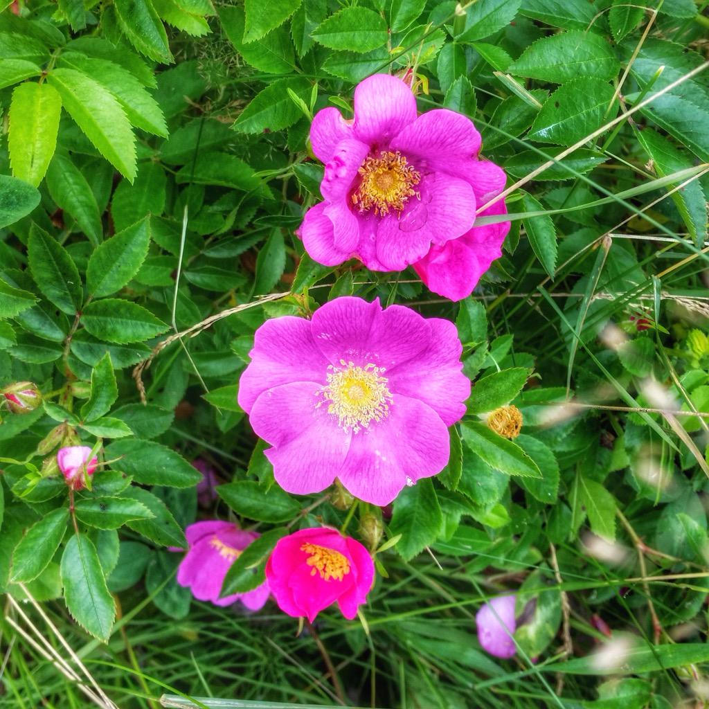 sarahrums's tweet photo. The air was lightly perfumed with the lovely scent of these #wildflowers #AtlanticViewTrail @VisitNovaScotia http://t.co/RkZyLnf47Y