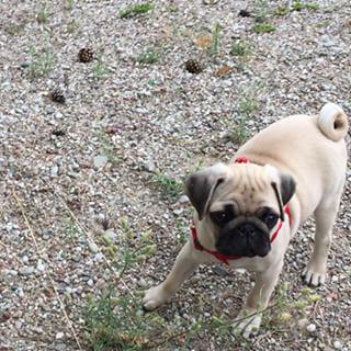 Wild pug 🐯#pug #almost #cheetah #cookie #puppy #pugasm findelight.net/puggie_detail.…