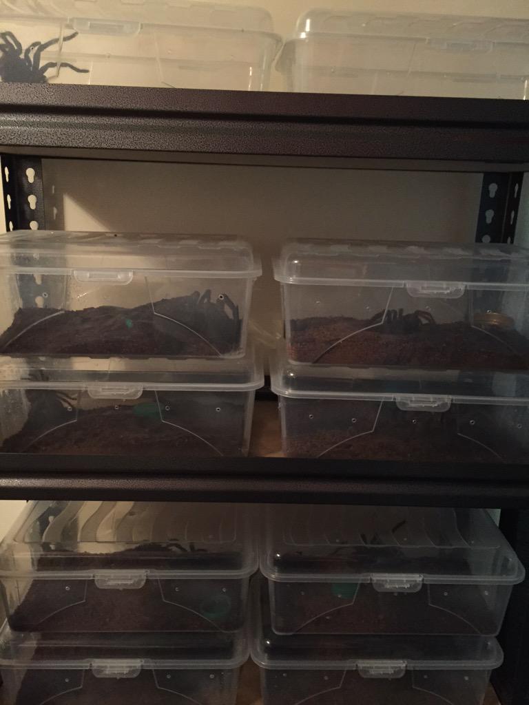 All stirmis fed and still have 10 fingers....RESULT 😀